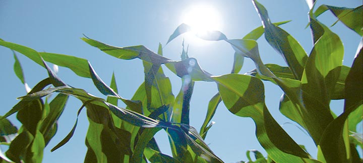 HP Corn: Early Canopy Offers Added Benefits