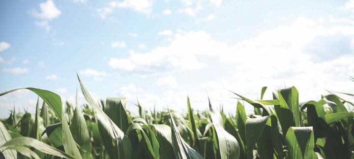 Introducing Stine's Prescriptive Pathogen Report