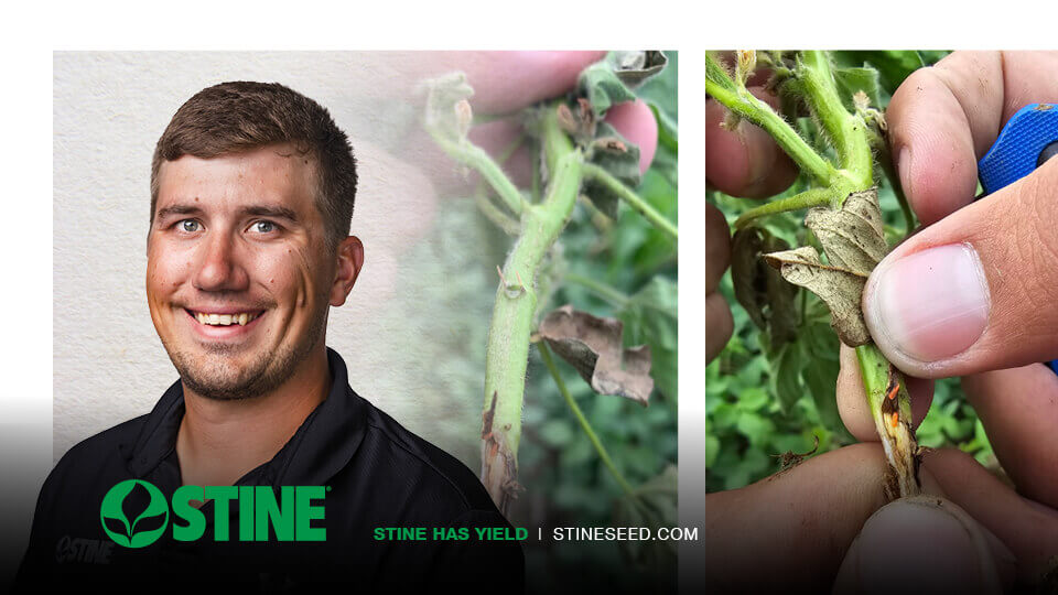 The rise of soybean gall midge