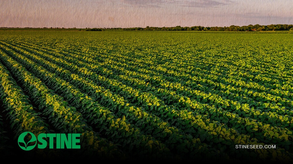 Understanding red crown rot in soybeans