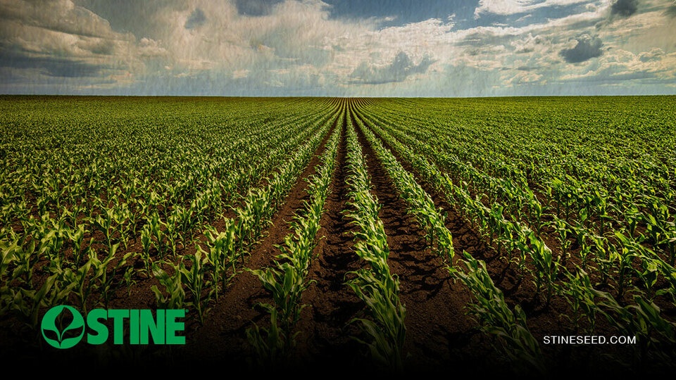 Standing out by being shorter: All about short-stature corn