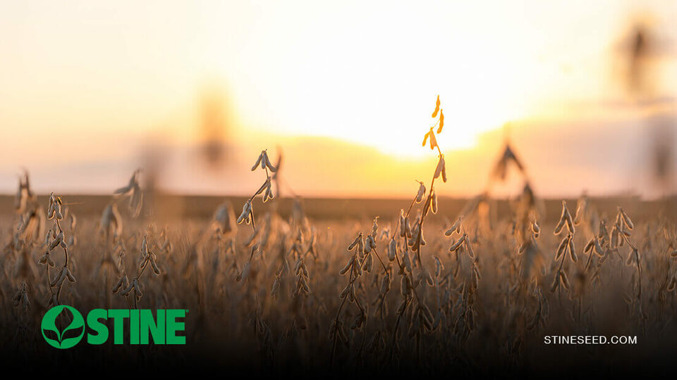 Stine harvest roundup: Part 1