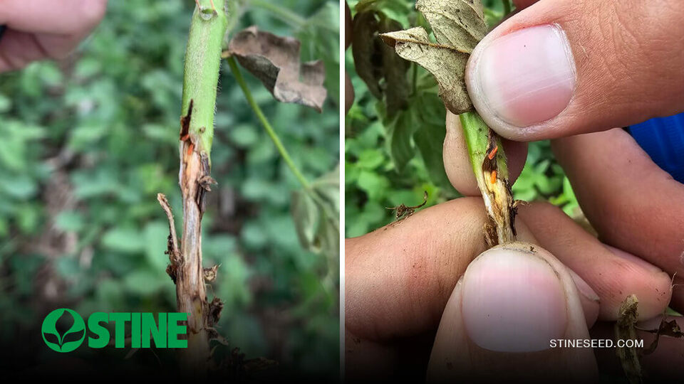 Stine® agronomy expands research efforts to address soybean gall midge