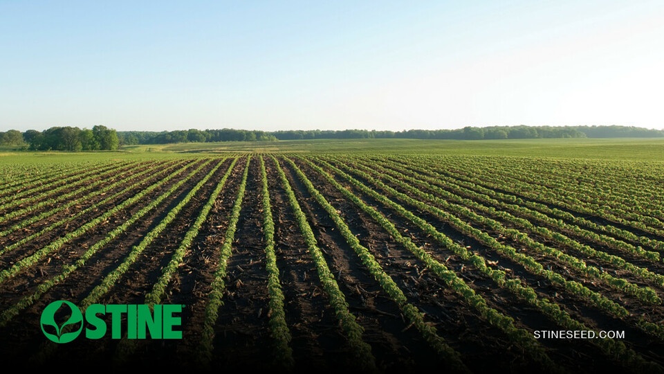 Stine® agronomy insights: Early-season crop progress update
