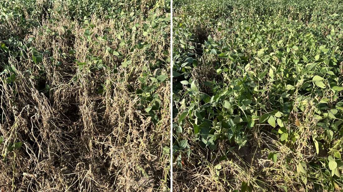 The above images are from a Stine soybean white mold study plot. The image on the left has an average rating against white mold. DuBay recommends opening the canopy to achieve greater air movement with products with average or below-average white mold ratings. The image on the right is one of the best performing brands in our lineup against white mold and stress. You can see its strong performance against white mold in the image.