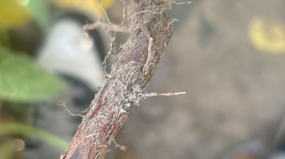 RCR-infected crown and roots